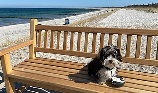 In Zingst gibt es lange Hundestrände